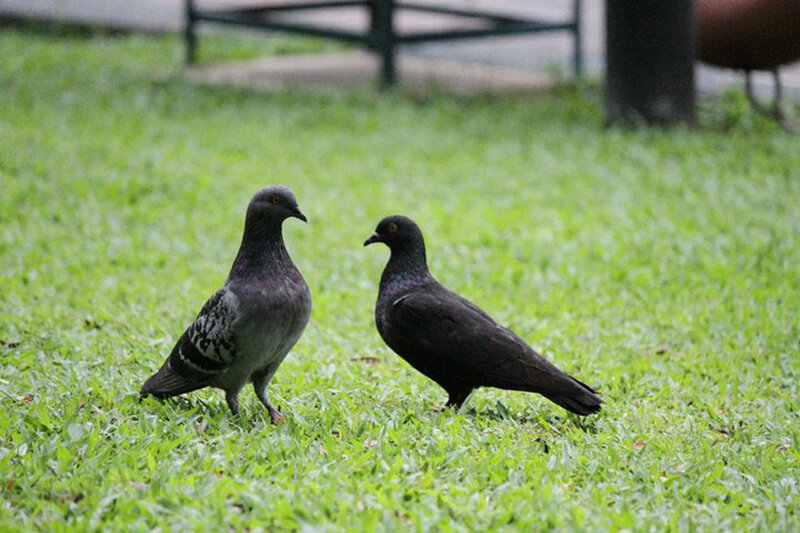Two Pigeons on Grass