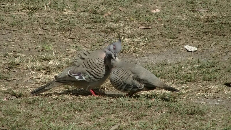 Two Pigeons on Ground