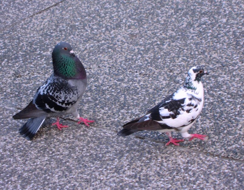 Two Pigeons on Pavement — Gray