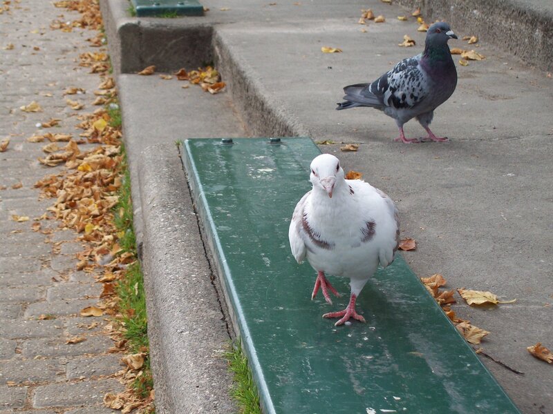 Two Pigeons on Pavement — Green