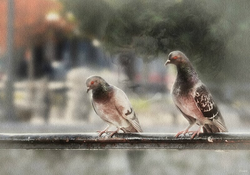 Two Pigeons on Rail