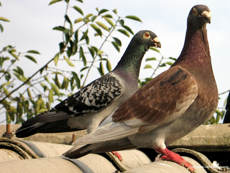 Two Pigeons on Roof — Gray