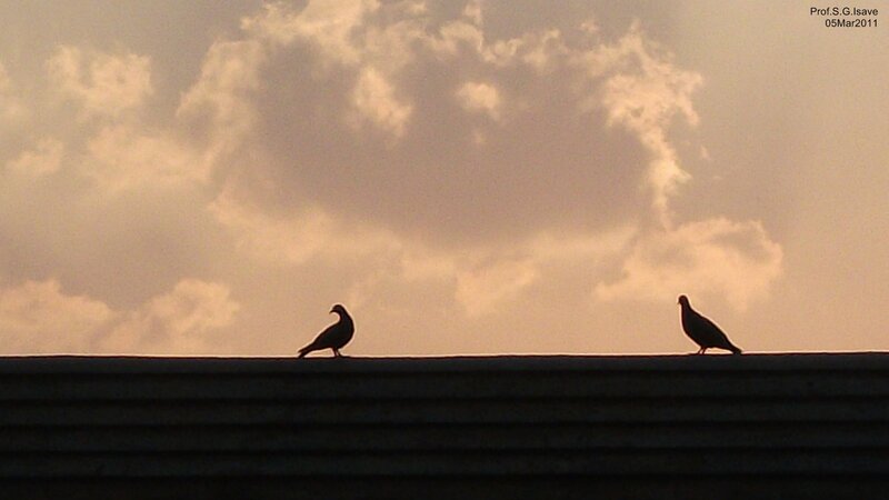 Two Pigeons on Roof