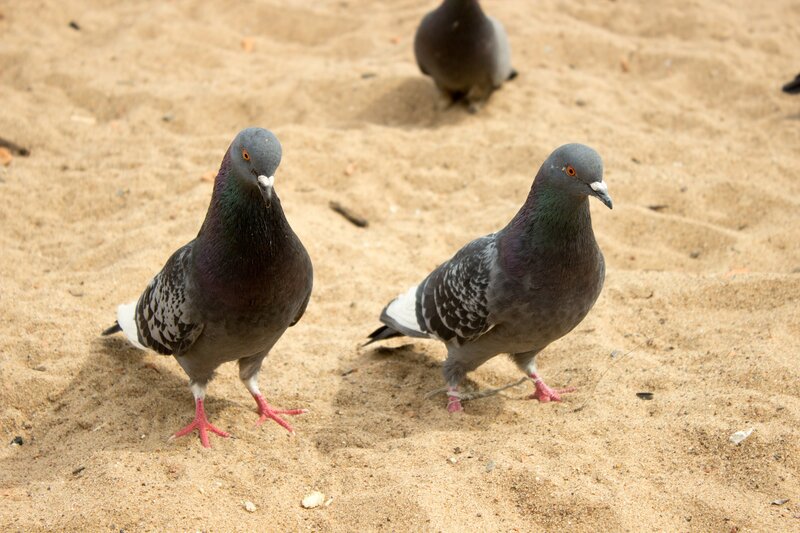 Two Pigeons on Sand