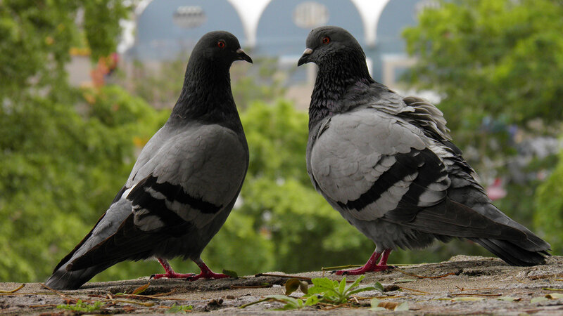 Two Pigeons on Stone
