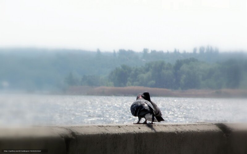 Two Pigeons on Wall
