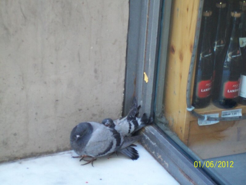 Two Pigeons on Window Sill