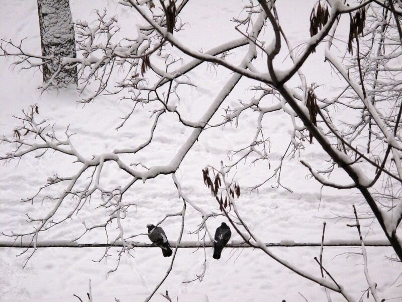 Two Pigeons on Wire