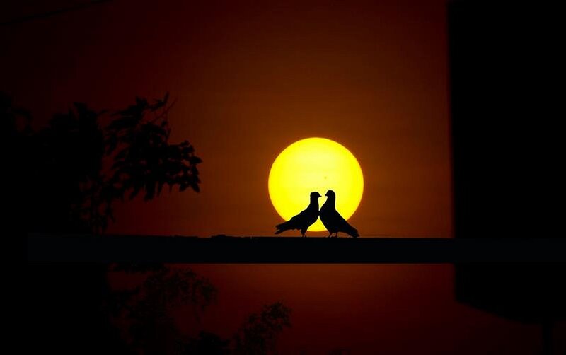 Two Pigeons on Wire — Yellow