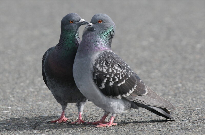 Two Pigeons Standing