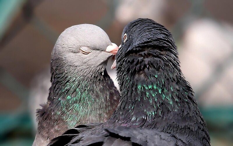 Two Pigeons Touching Beaks — Gray