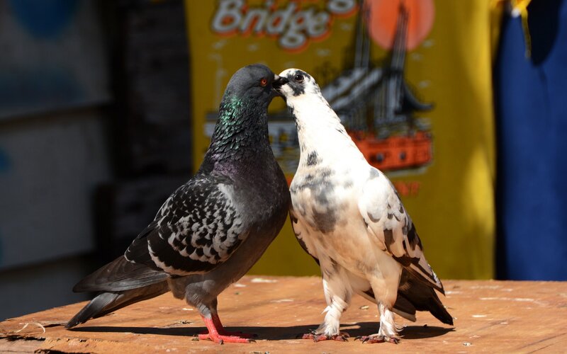 Two Pigeons Touching Beaks