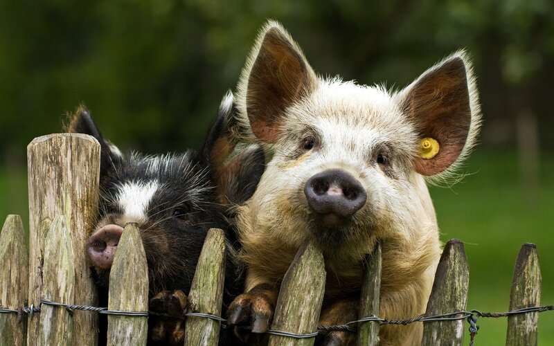 Two piglets at a wooden fence