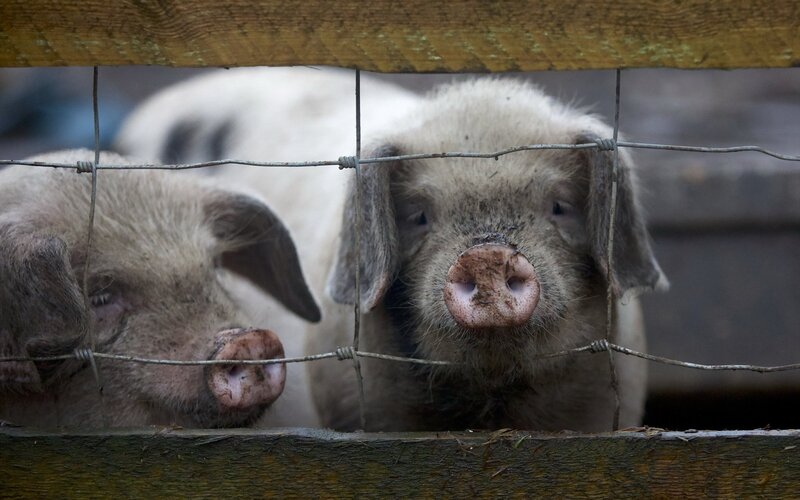 Two Piglets Behind Fence