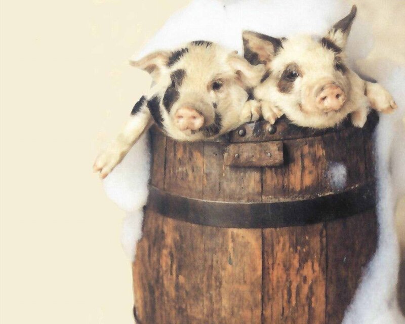Two piglets in a barrel