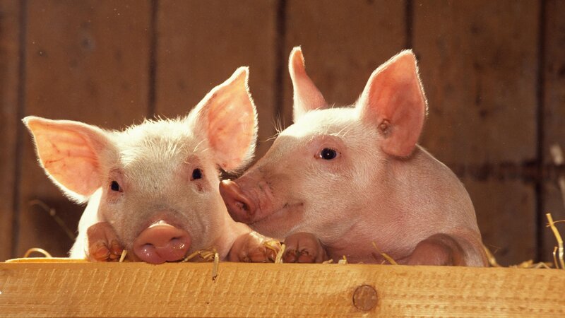 Two piglets in a pen