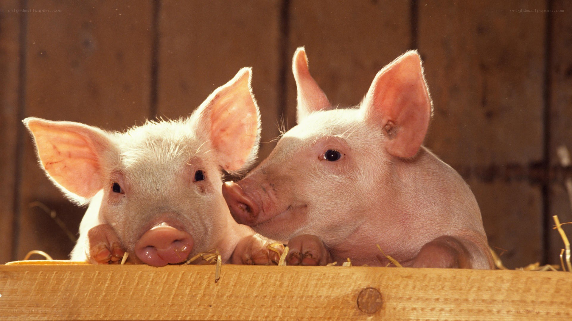 Two piglets in a pen