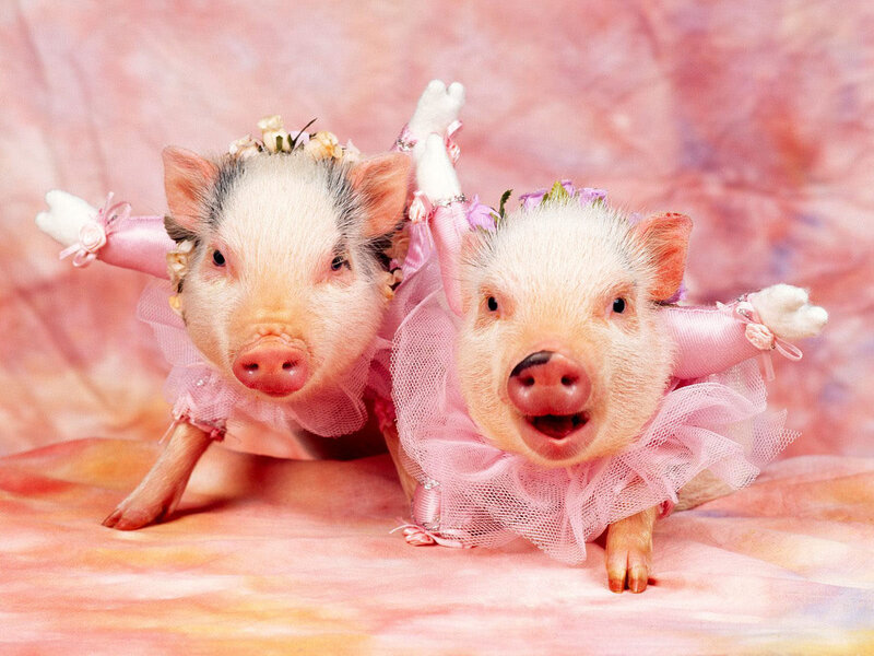 Two Piglets in Costumes — Pink, Playful