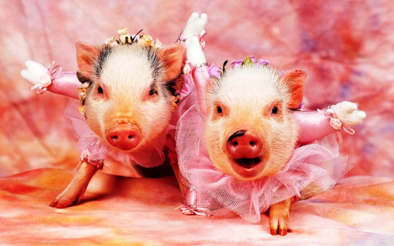 Two Piglets in Costumes — Pink