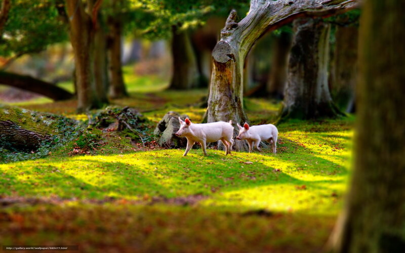 Two Piglets in Forest — Green, Serene