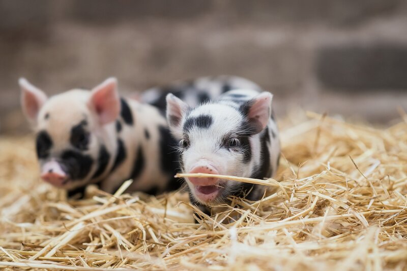 Two Piglets in Hay