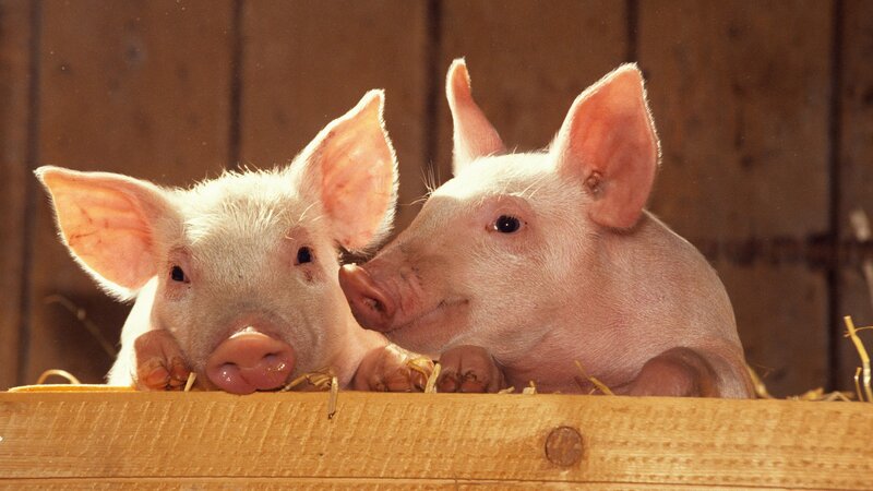 Two Piglets in Pen — Pink, Calm, Photograph, Wooden Wall