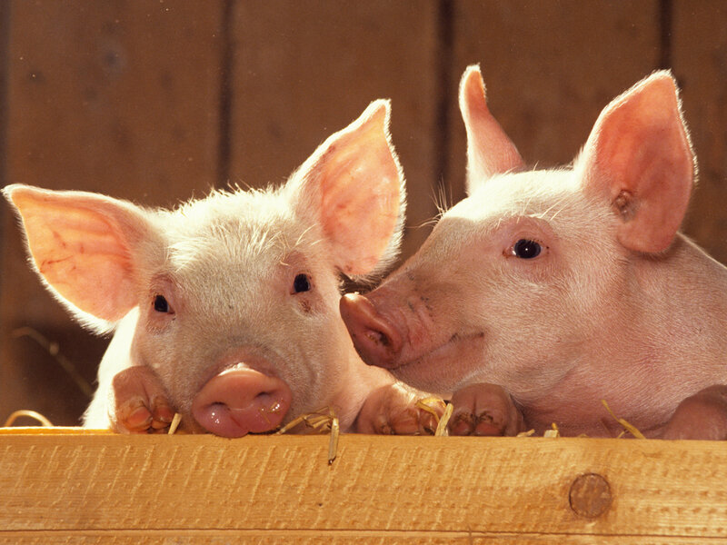Two Piglets in Pen — Pink, Calm