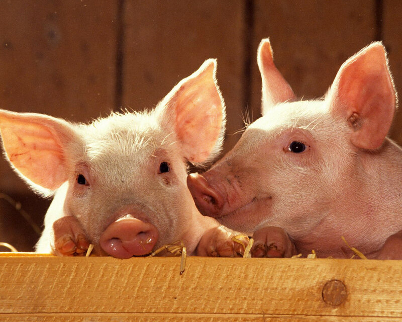 Two Piglets in Pen — Pink, Curious
