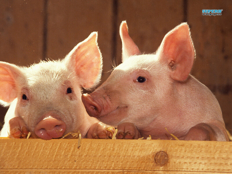 Two Piglets in Pen — Pink