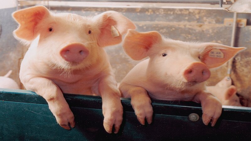 Two Piglets in Pen