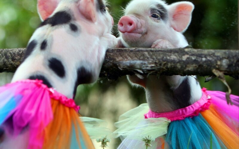 Two Piglets in Tutus