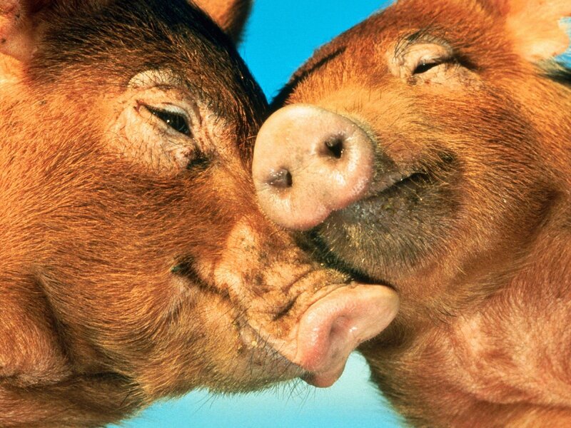 Two Piglets Nuzzling — Brown
