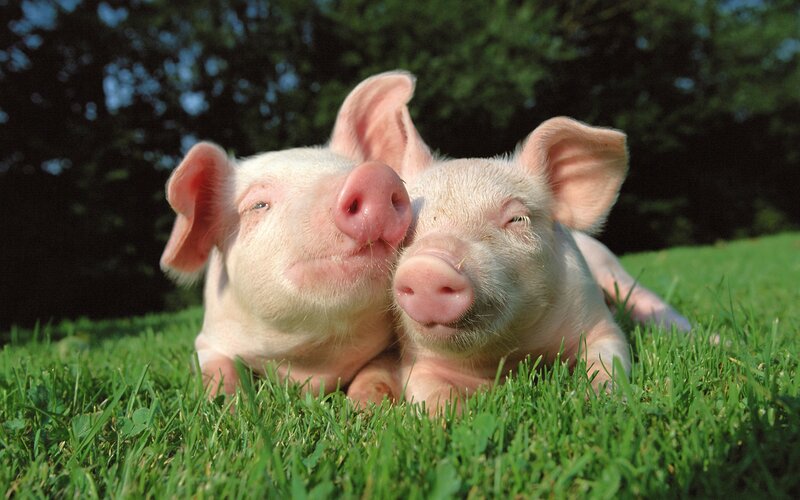 Two Piglets on Grass — Green, Peaceful, Afternoon, Photograph