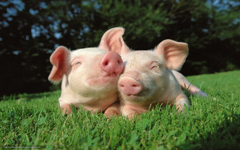 Two Piglets on Grass — Green, Peaceful, Afternoon, Photograph, Trees