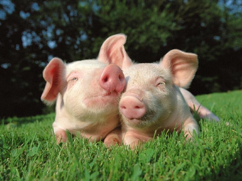 Two Piglets on Grass — Green, Peaceful, Afternoon