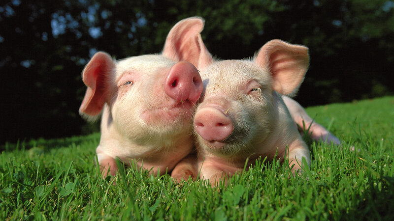 Two Piglets on Grass — Green, Peaceful