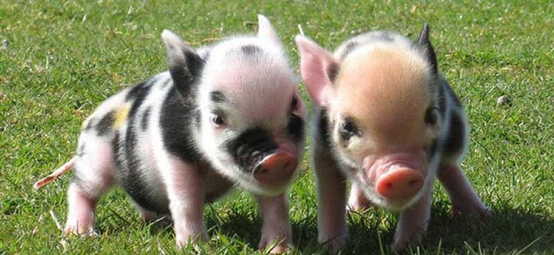 Two Piglets on Grass