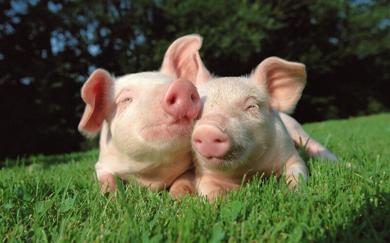 Two piglets on green grass