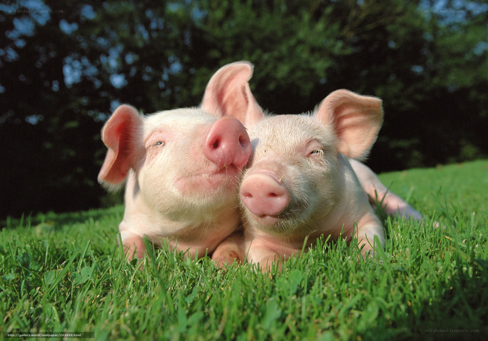 Two piglets on green grass