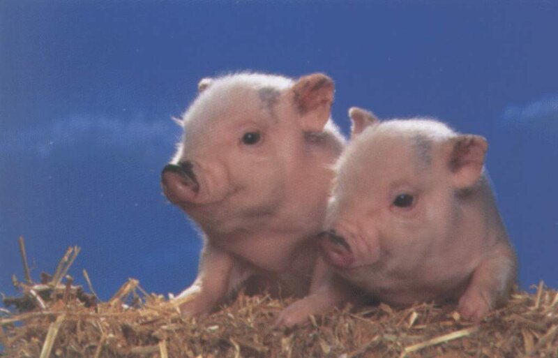Two piglets on hay
