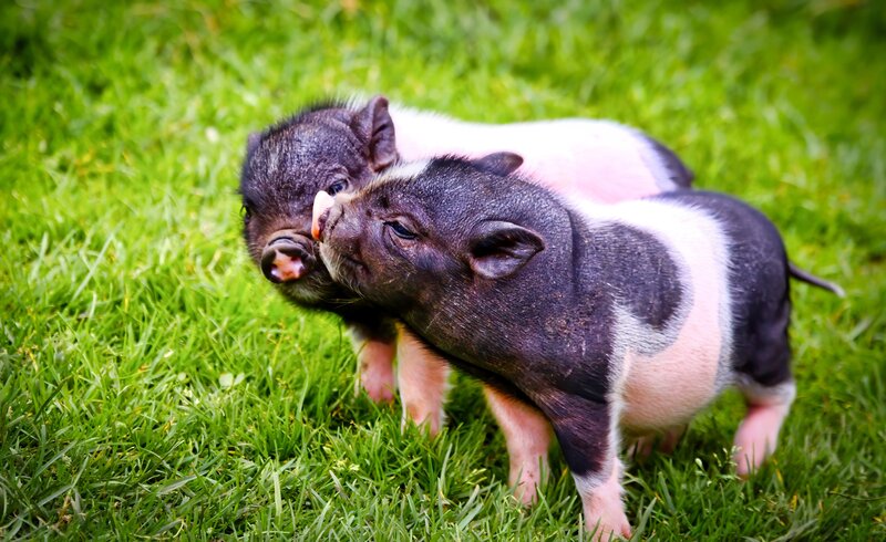 Two Piglets Playing