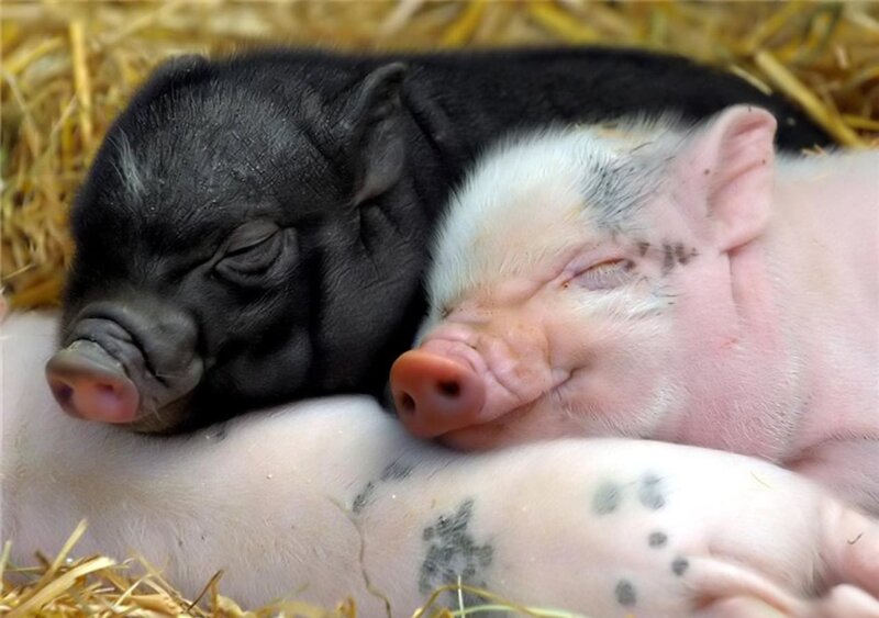 Two Piglets Sleeping