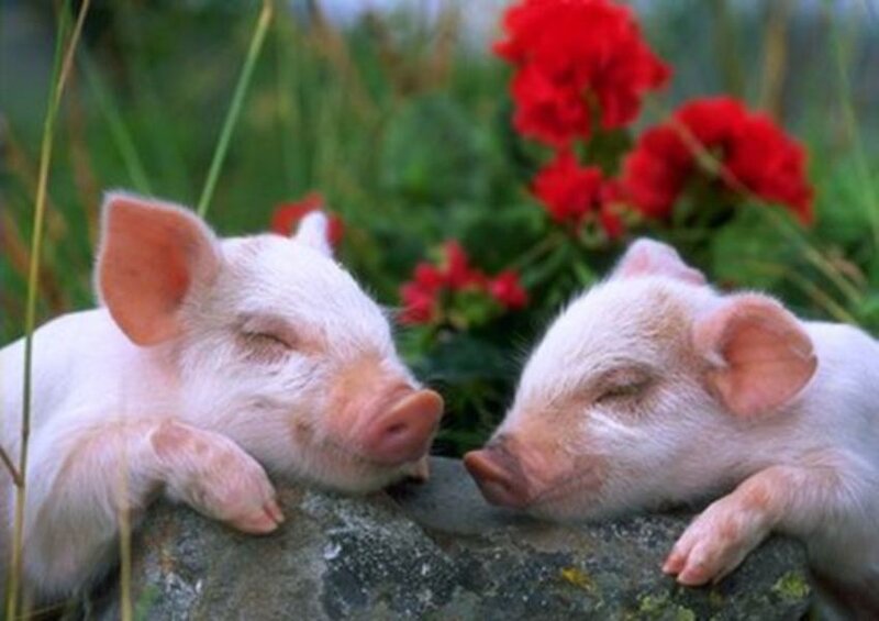 Two Piglets Sleeping — White