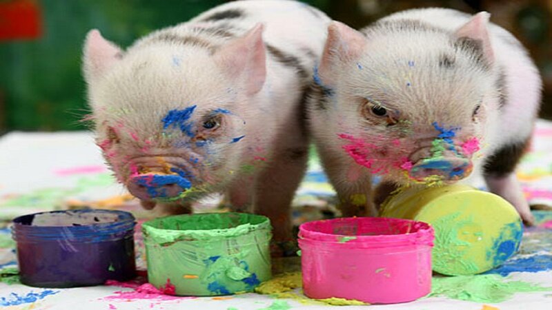 Two Piglets with Paint