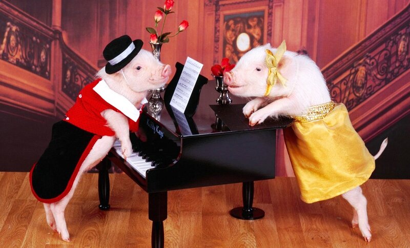 Two Pigs at Piano