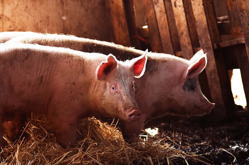 Two Pigs in Barn