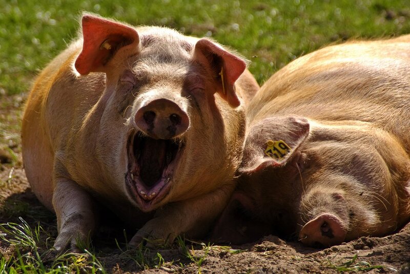 Two Pigs Lying Down