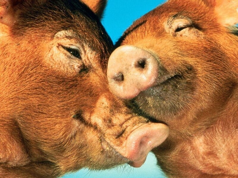 two pigs nuzzling each other