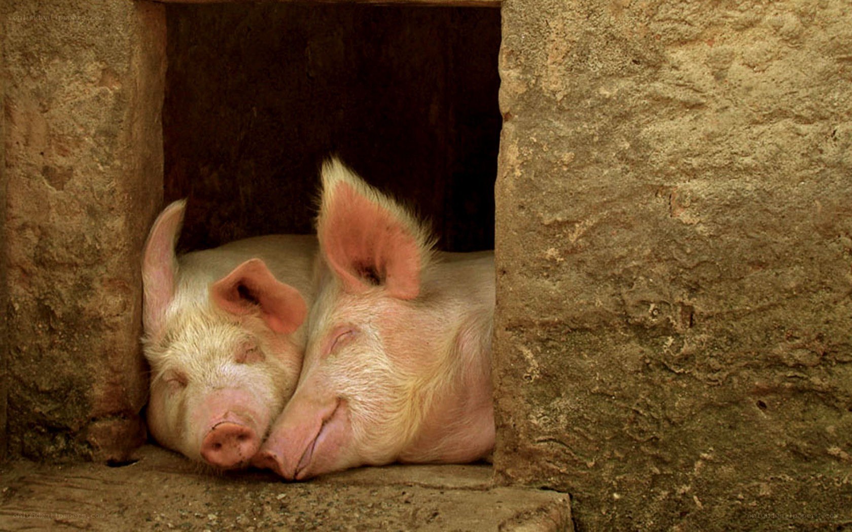 Two pigs sleeping in a shelter
