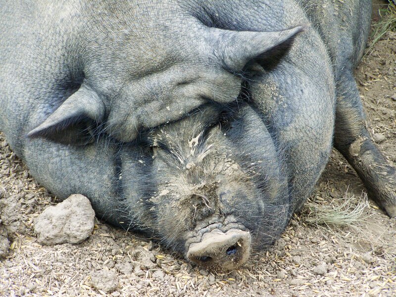 Two pigs sleeping together